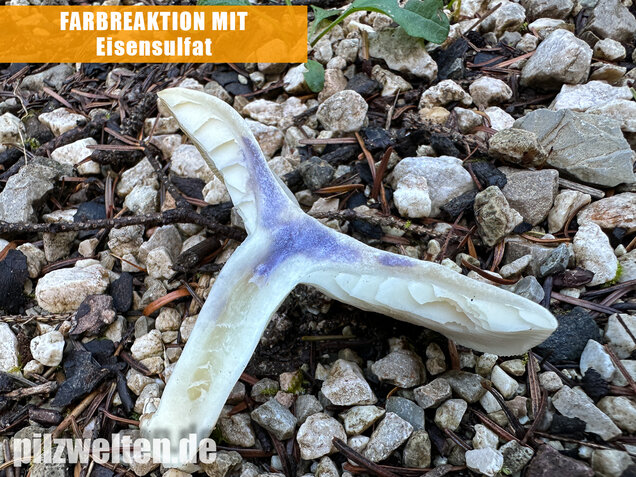 Weißer Büschelrasling, Leucocybe connata