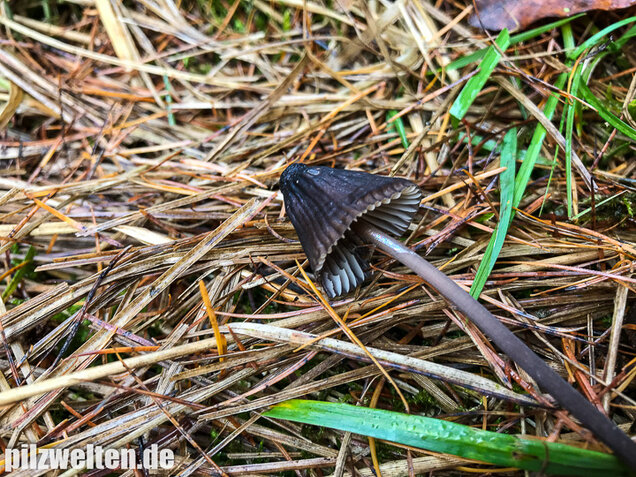 Weißmilchender Schwarzhelmling, Mycena leucogala