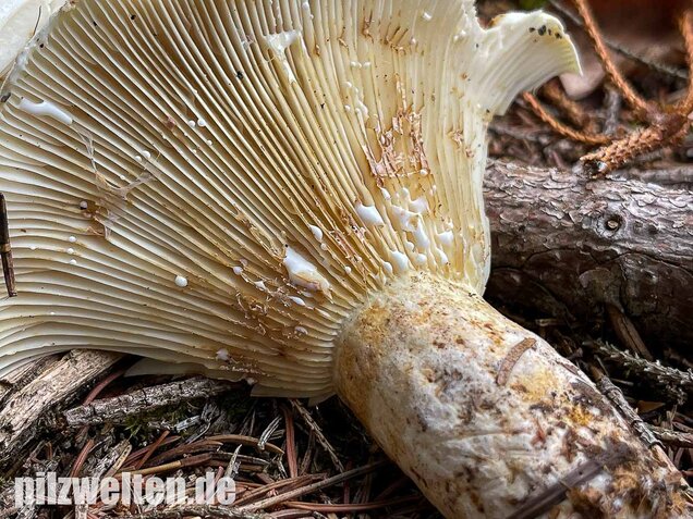 Wolliger Milchling, Lactifluus vellereus