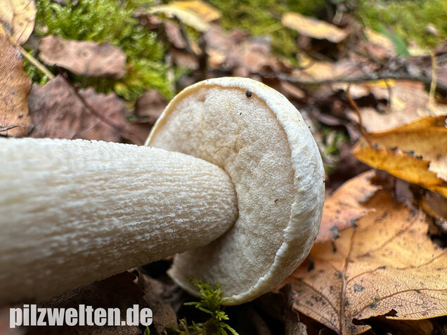 Wollstieliger Raufußröhrling (weiße Form), Leccinum cyaneobasileucum