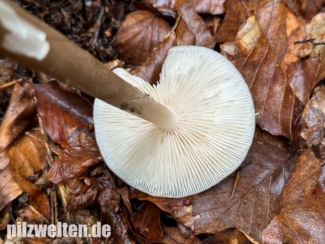 Wurzelnder Schleimrübling, Grubiger Wurzelrübling, Hymenopellis radicata