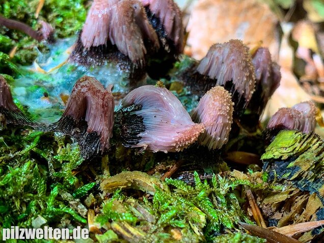 Zusammenfließendes Fadenkeulchen, Stemonitis splendens