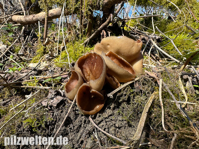 Morchelbecherling, Disciotis venosa