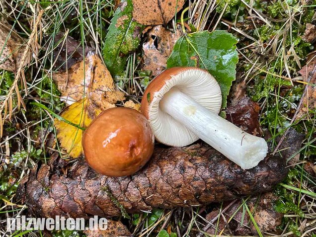 Apfeltäubling, Russula paludosa