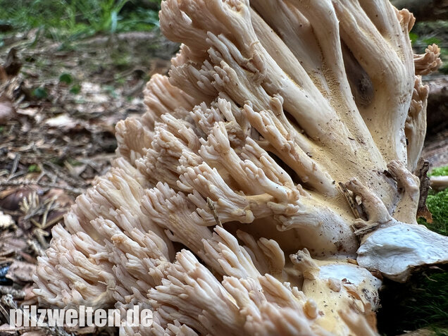 Bauchwehkoralle, Blasse Koralle, Ramaria pallida