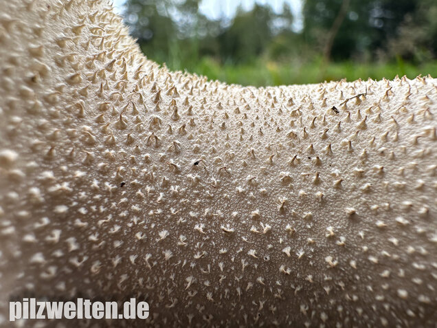 Beutelstäubling, Lycoperdon excipuliforme