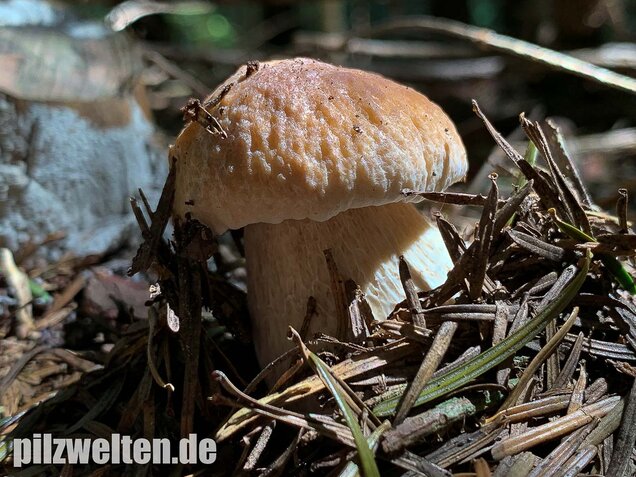 Fichtensteinpilz, Boletus edulis