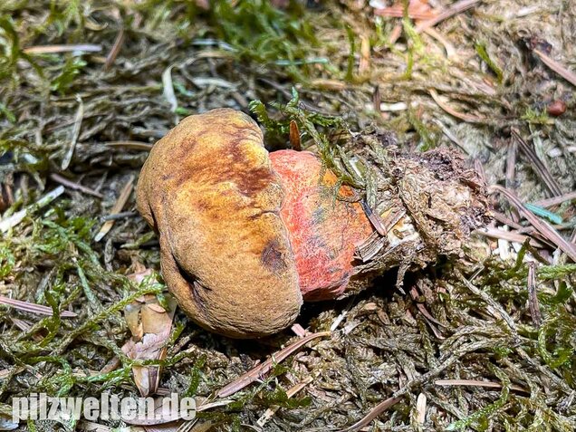 Flockenstieliger Hexenröhrling, Neoboletus erythropus