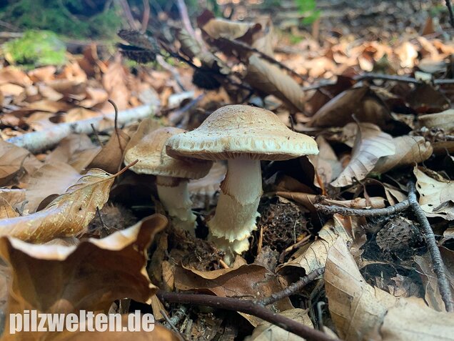Fuchsigbrauner Schleimkopf, Cortinarius vulpinus