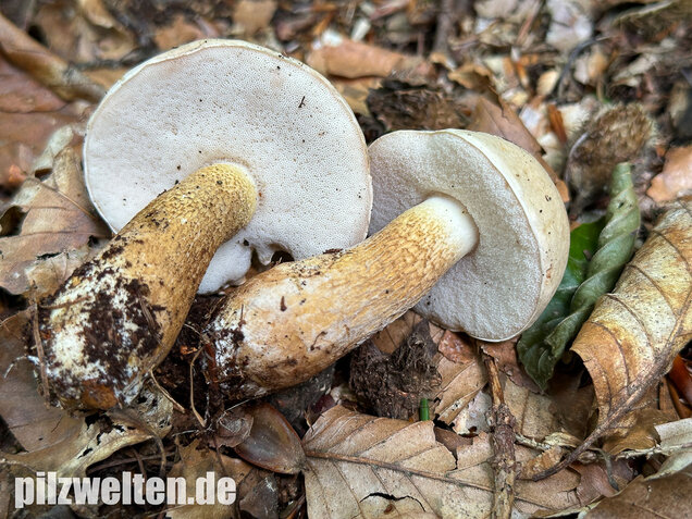 Gallenröhrling, Bitterling, Bitterpilz, Tylopilus felleus