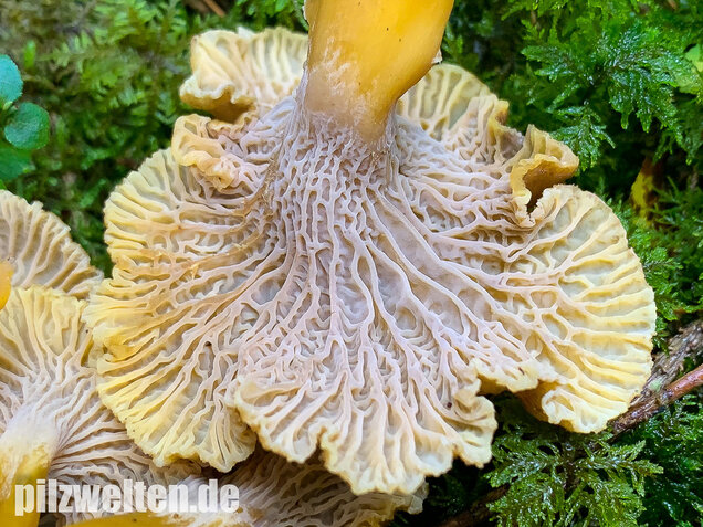 Trompetenpfifferling, Craterellus tubaeformis