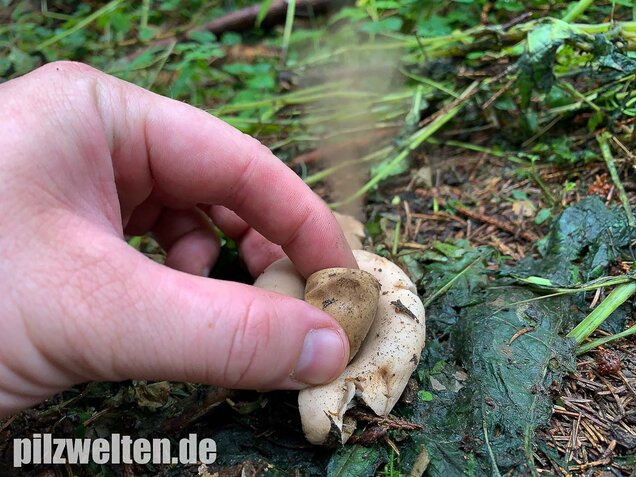 Gewimperter Erdstern, Geastrum fimbriatum