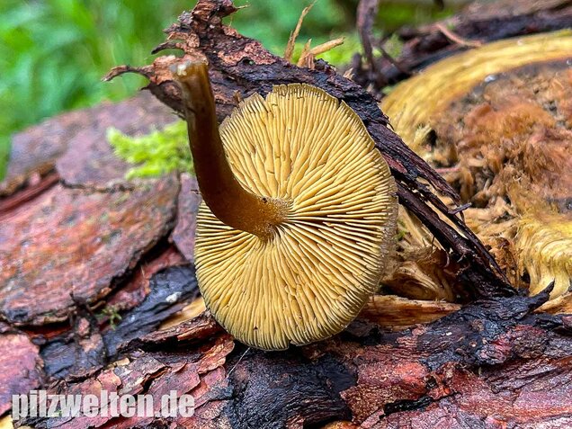 Gurkenschnitzling, Macrocystidia cucumis