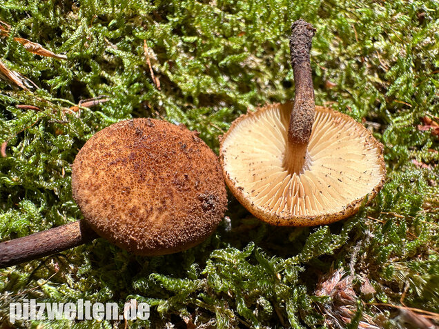 Igelschüppchenschnitzling, Phaeomarasmius erinaceus