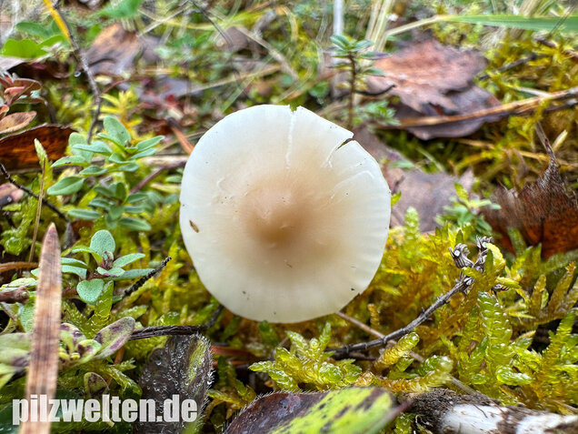 Jungfernellerling, Glasigweißer Ellerling, Cuphophyllus virgineus