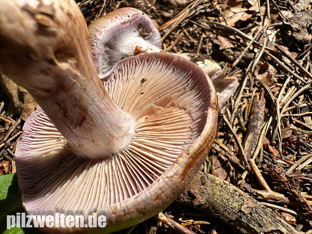 Verfärbender Schleimkopf, Cortinarius largus