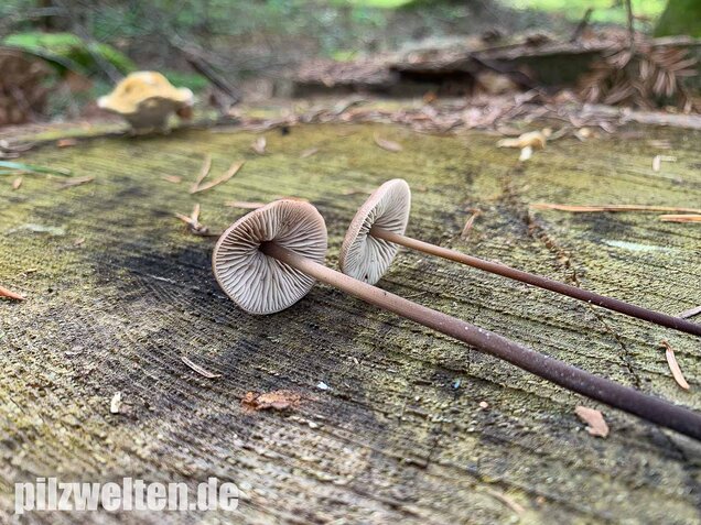 Langstieliger Knoblauchschwindling, Mycetinis alliaceus