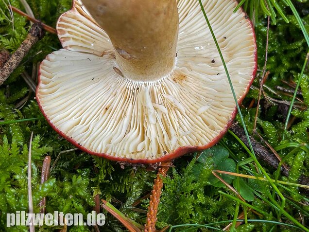 Lederstieltäubling, Russula viscida
