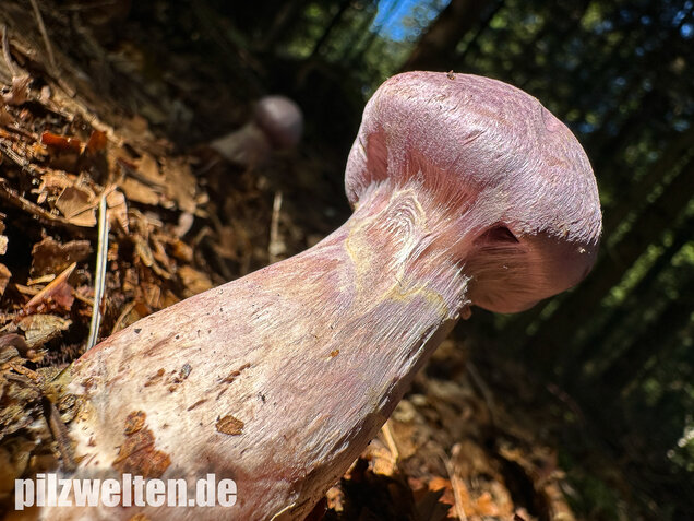 Lila-Dickfuß, Safranfleischiger Dickfuß,  Cortinarius traganus