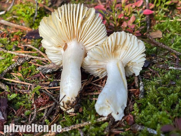 Milder Wachstäubling, Mädchentäubling, Russula puellaris