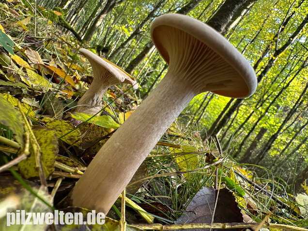 Mönchskopf, Infundibulicybe geotropa