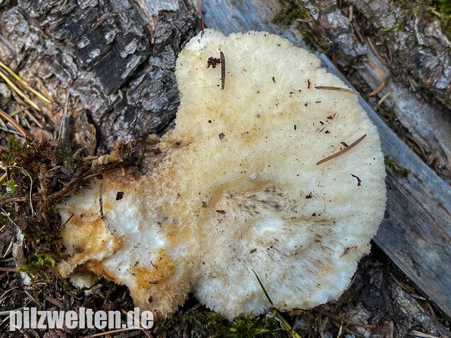 Nördlicher Porling, Climacocystis borealis