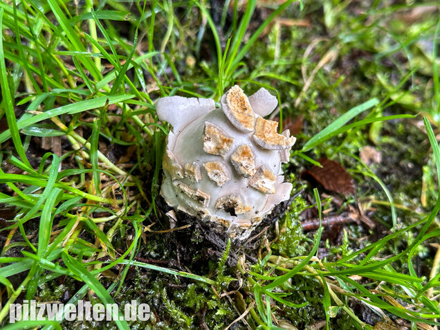 Ockergrauer Scheidenstreifling, Ockergrauer Riesenstreifling, Amanita lividopallescens