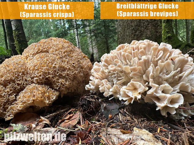 Breitblättrige Glucke, Sparassis brevipes