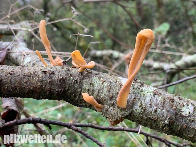 Röhrige Keule, Macrotyphula fistulosa