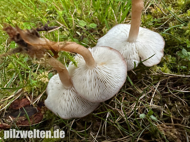 Rosenroter Schönkopf, Rugosomyces persicolor