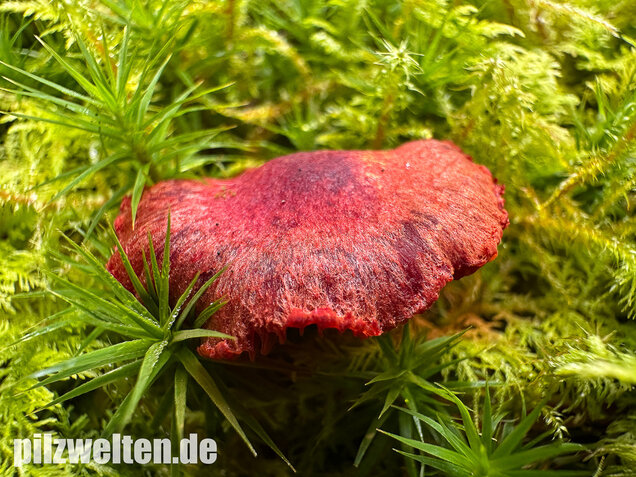 Blutroter Hautkopf, Bluthautkopf, Cortinarius sanguineus