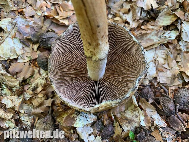 Tränender Saumpilz, Lacrymaria lacrymabunda