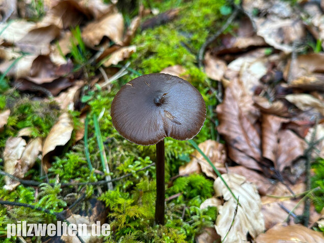 Traniger Rötling, Gebrechlicher Glöckling, Entoloma hirtipes