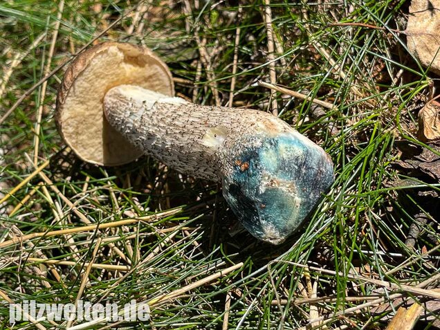 Vielverfärbender Birkenpilz, Leccinum variicolor