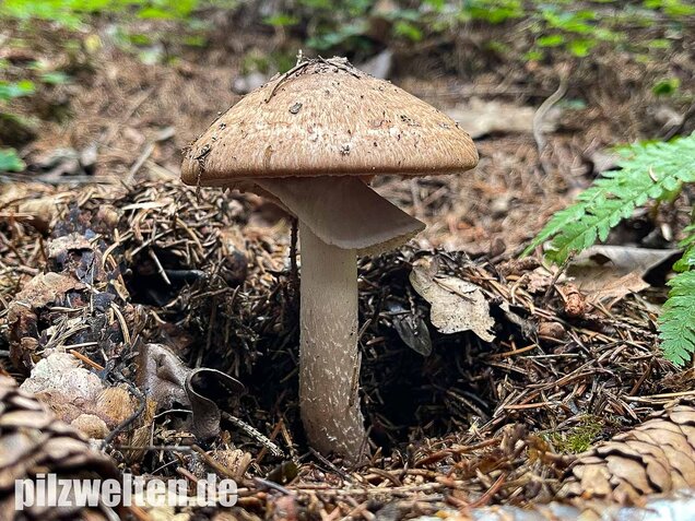 Kleiner Waldchampignon, Agaricus silvaticus