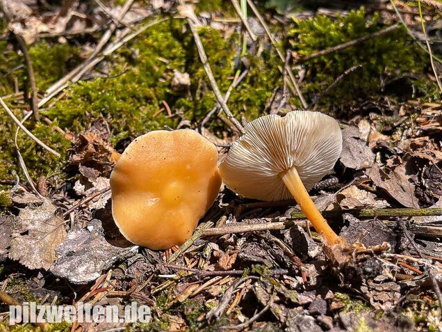 Waldfreundrübling, Gemeiner Rübling, Gymnopus dryophilus