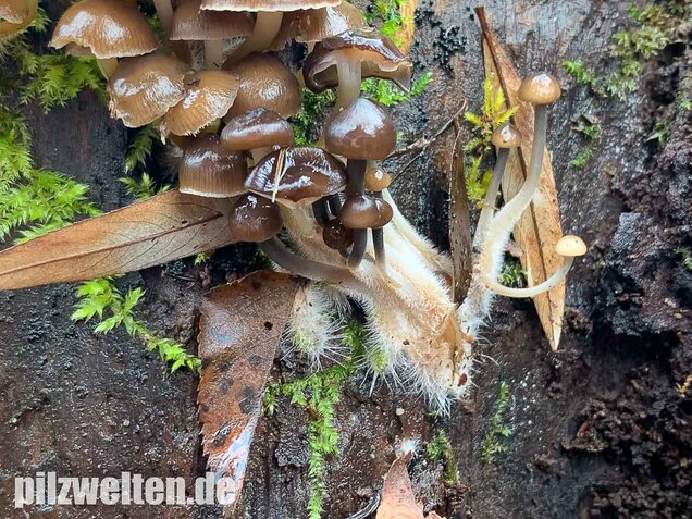 Winter-Helmling, Mycena tintinnabulum