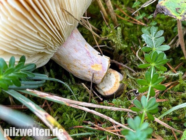 Zedernholz-Täubling, Heimtückischer Täubling, Russula badia