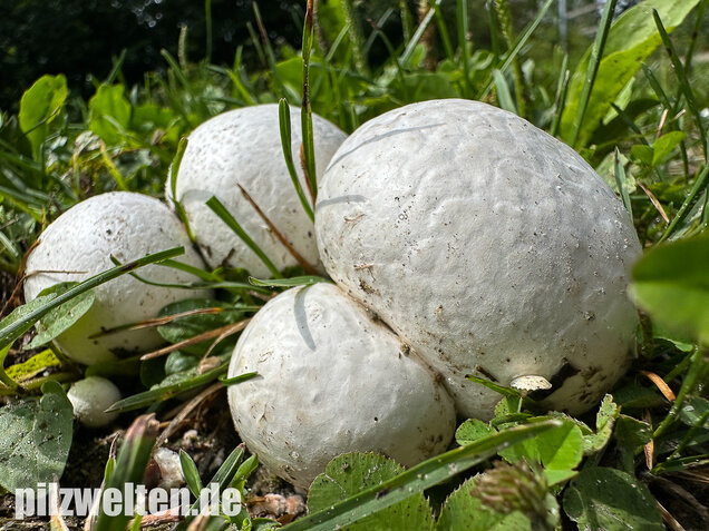 Bleigrauer Zwergbovist, Bleibovist, Bovista plumbea