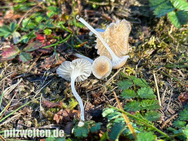 Ellerlings-Scheinhelmling, Rasenscheinhelmling, Hemimycena mairei