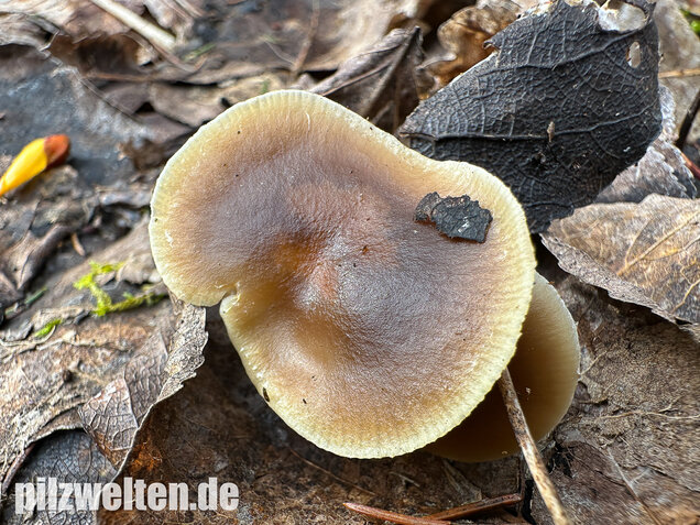 Fettigglänzender Häubling, Blätter-Scheinschüppling, Meottomyces dissimulans