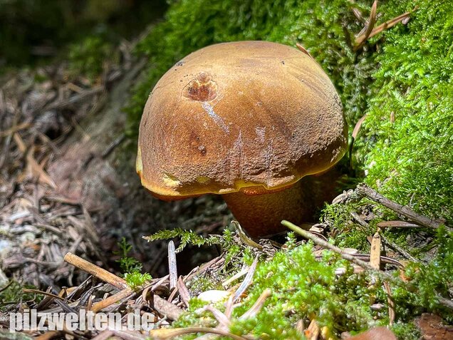 Flockenstieliger Hexenröhrling, Neoboletus erythropus