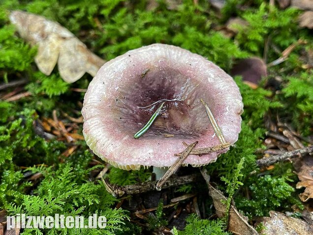 Geriefter Weichtäubling, Russula nauseosa