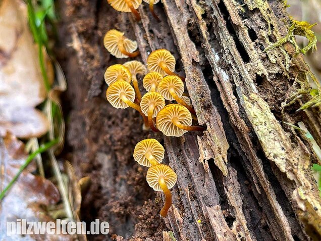 Geselliger Glöckchennabeling, Xeromphalina campanella