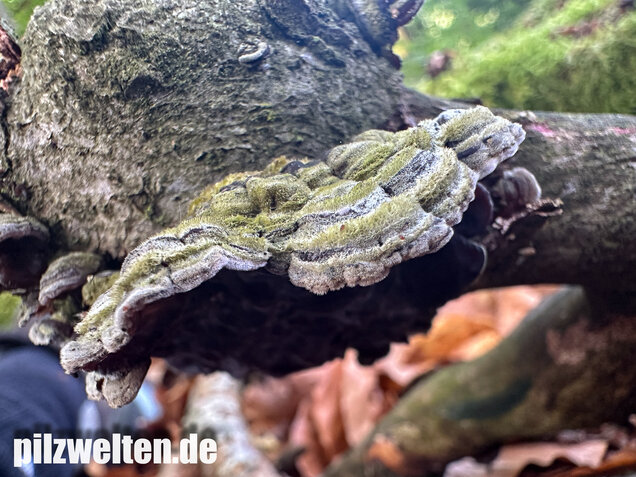 Gezonter Ohrlappenpilz,  Auricularia mesenterica