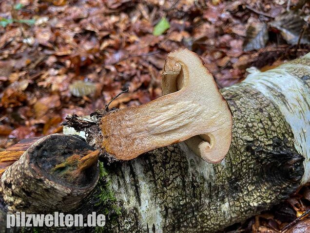 Großer Krempling, Paxillus validus