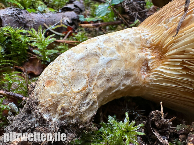 Grubiger Weißtannenmilchling, Lactarius intermedius