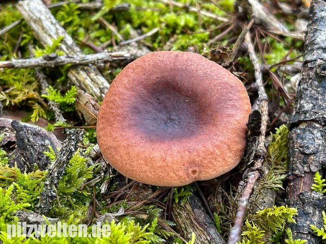 Kampfermilchling, Lactarius camphoratus