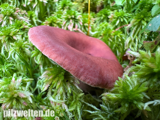 Kampfermilchling, Lactarius camphoratus