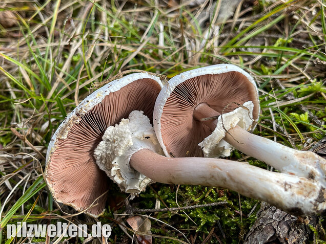 Karbolchampignon, Agaricus xanthodermus